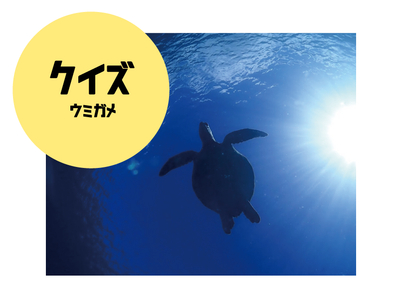 ウミガメ ポスター詳細 2位