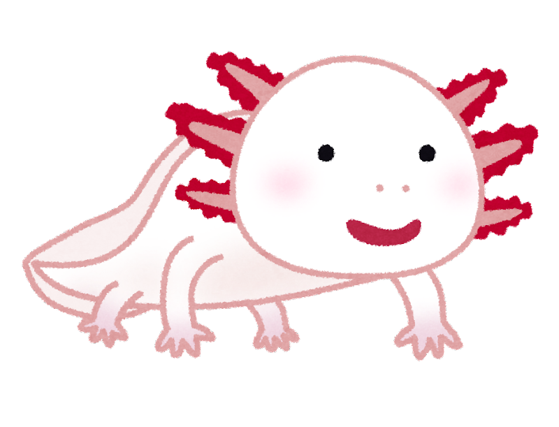 ウーパールーパー イラスト かわいい - KibrisPDR