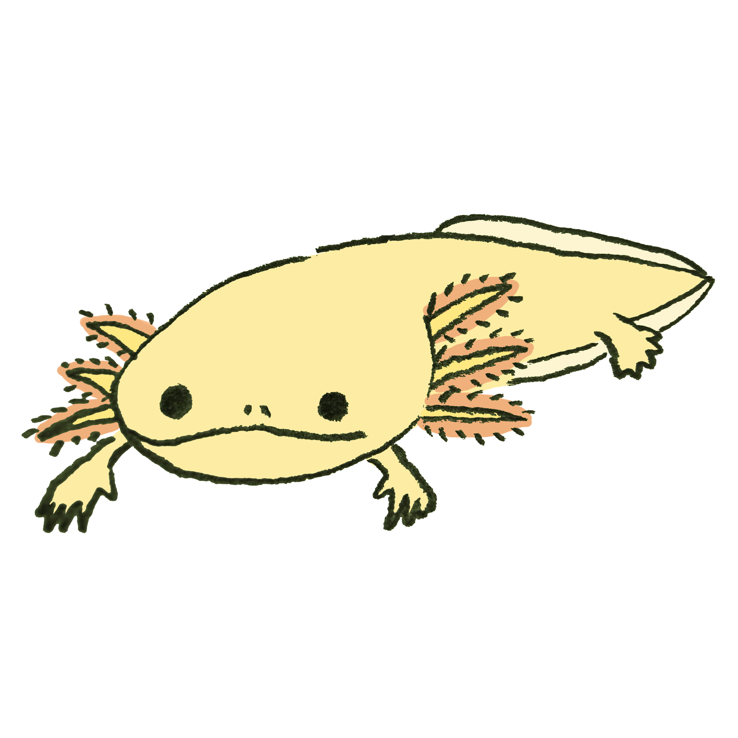 ウーパールーパー イラスト かわいい詳細 6位