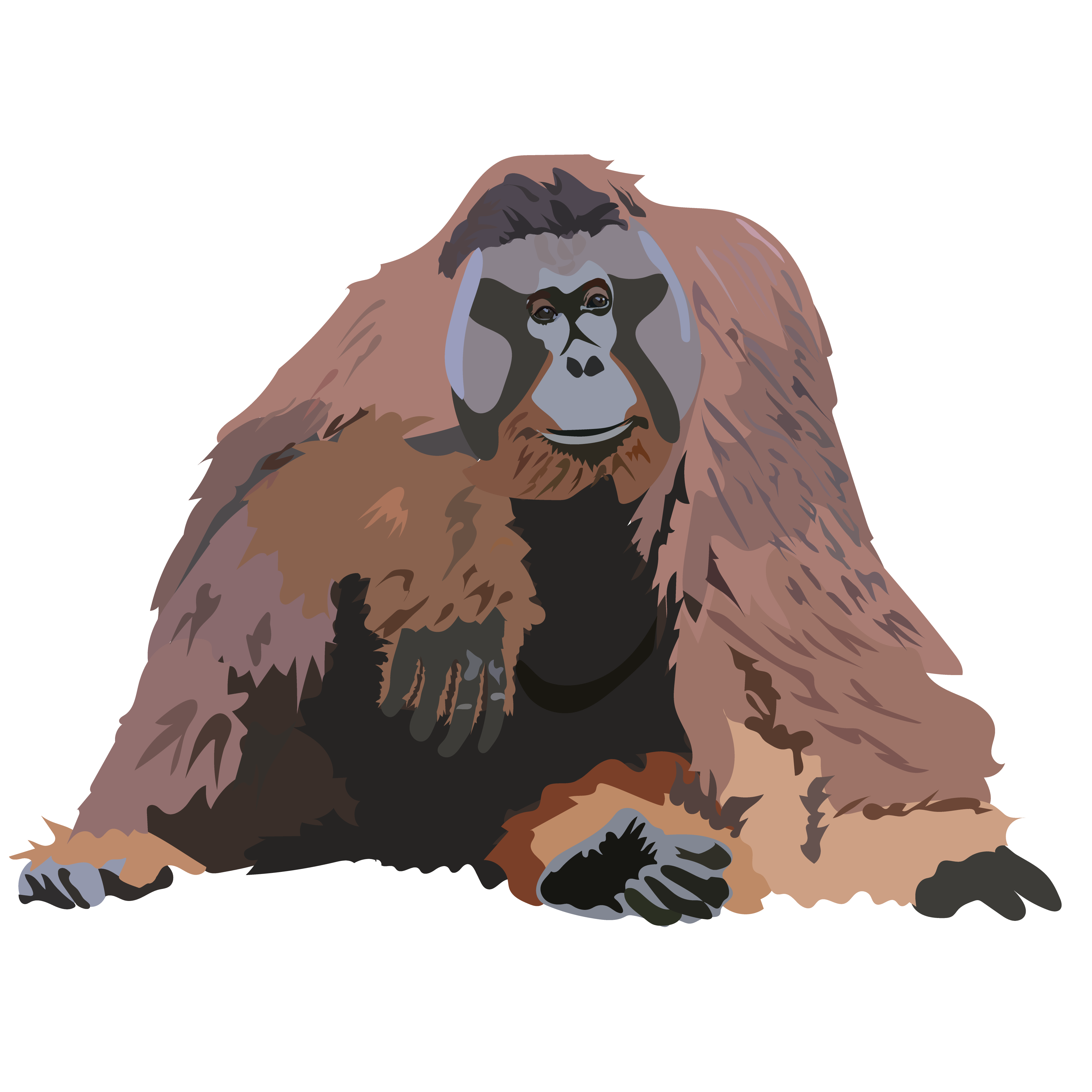 オランウータン イラスト詳細 10位