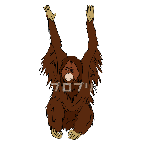 オランウータン イラスト詳細 11位