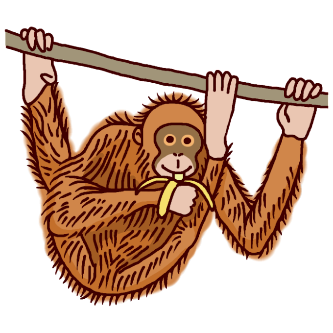 オランウータン イラスト詳細 4位