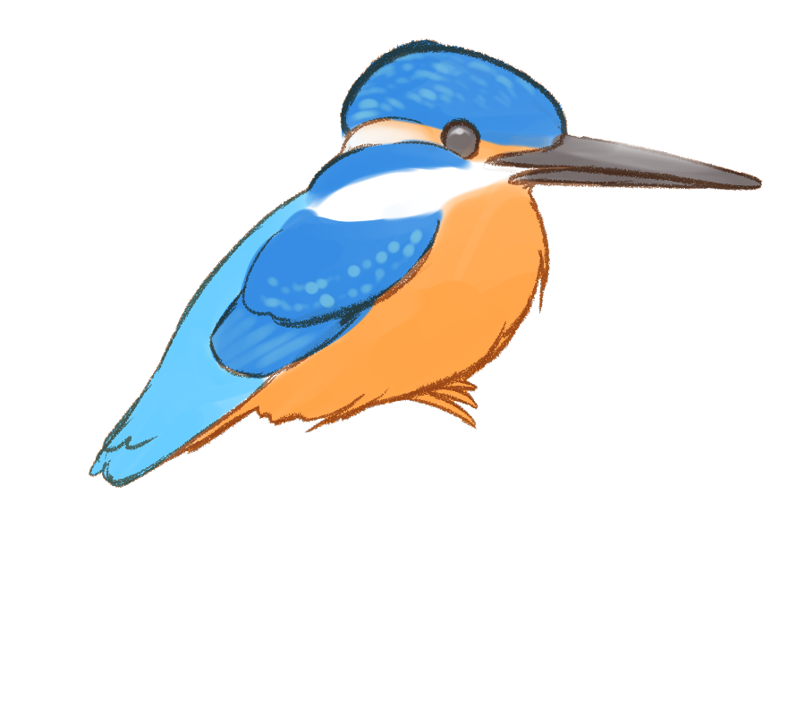 カワセミ イラスト詳細 8位