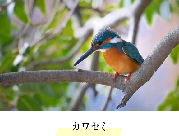 カワセミ 画像詳細 5位