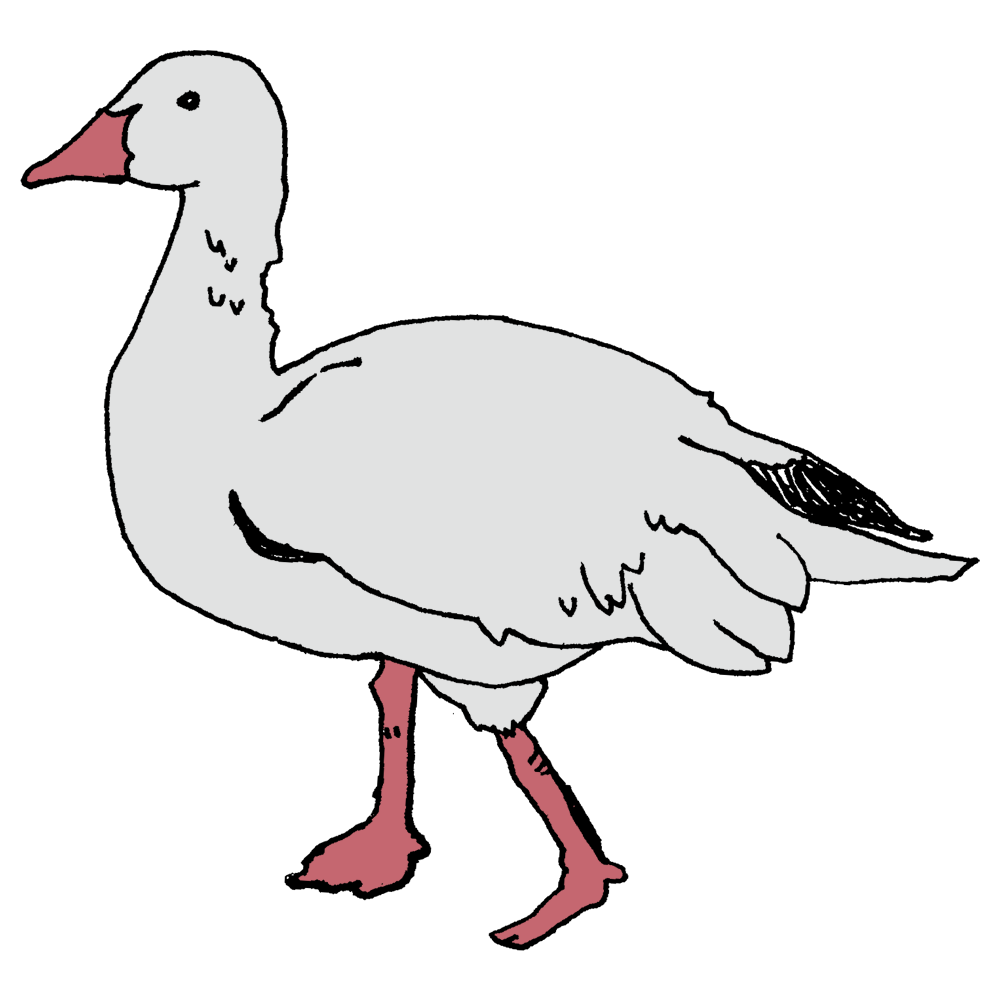 ガン 鳥 イラスト詳細 7位