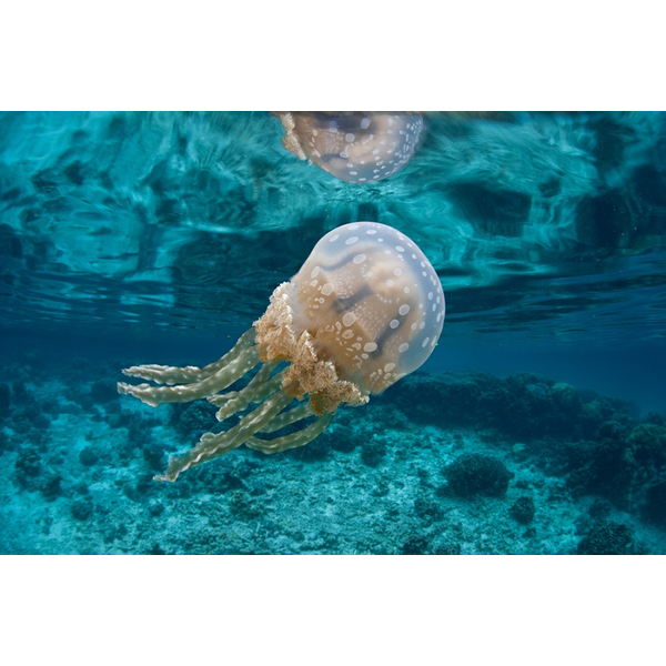 クラゲ 高 画質詳細 2位