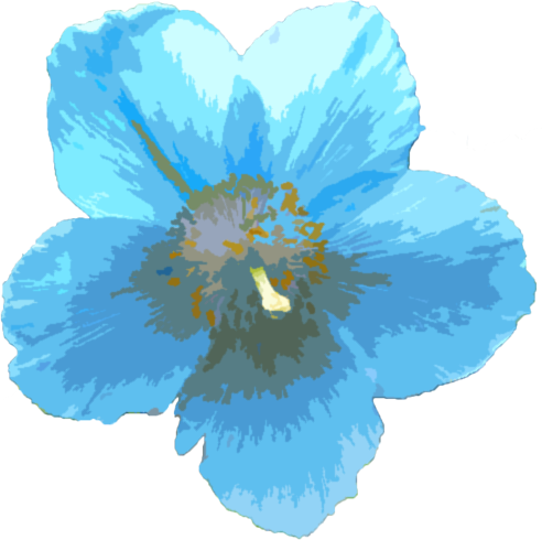 ケシ の 花 イラスト - KibrisPDR