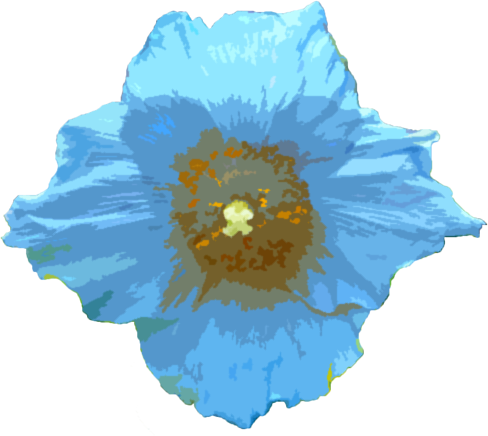 ケシ の 花 イラスト詳細 2位