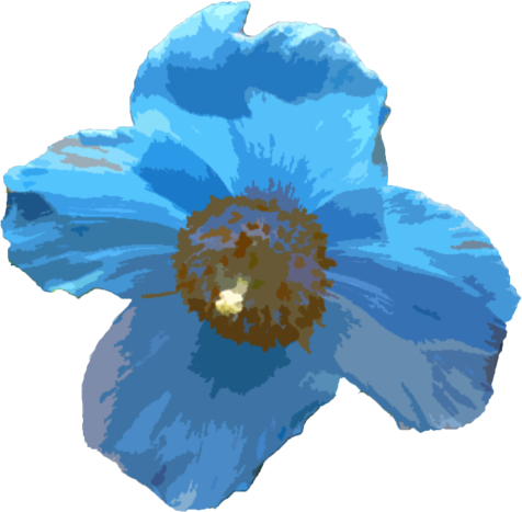 ケシ の 花 イラスト詳細 3位