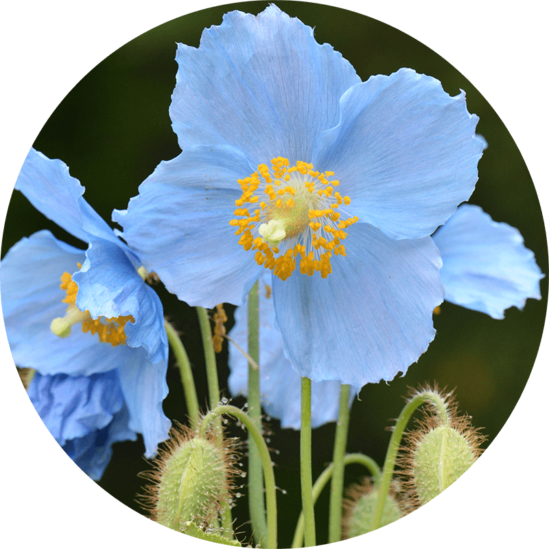 ケシ の 花 写真 - KibrisPDR