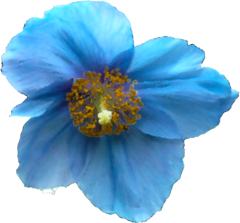 ケシ の 花 写真詳細 2位
