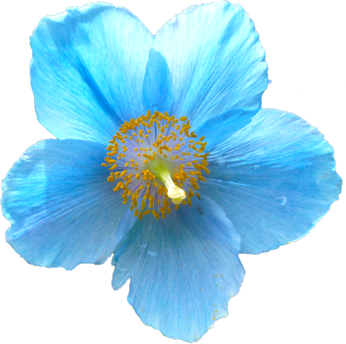 ケシ の 花 写真詳細 8位