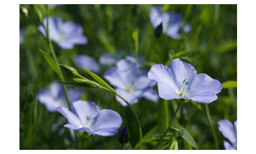 ケシ の 花 写真詳細 9位