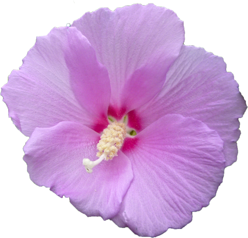 ケシ の 花 写真詳細 10位