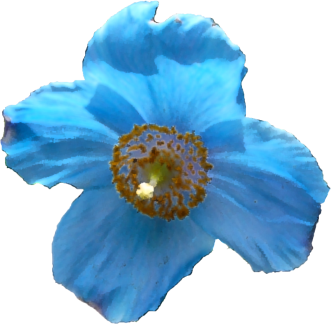 ケシ の 花 写真詳細 3位