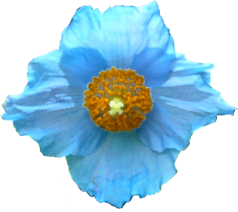ケシ の 花 写真詳細 6位