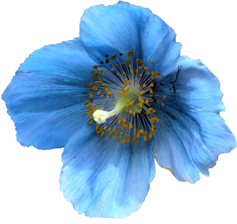 ケシ の 花 写真詳細 7位