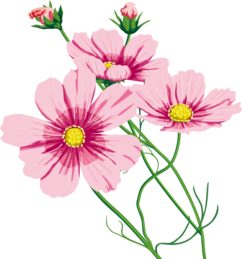 コスモス の 花 イラスト詳細 2位