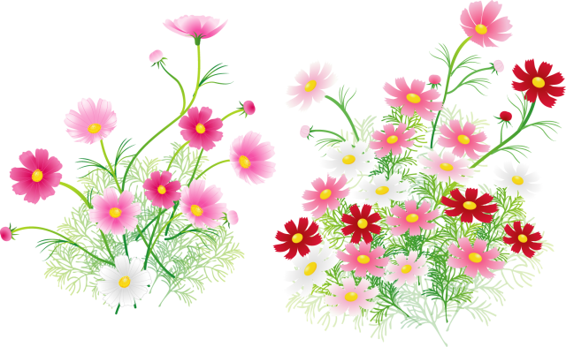 コスモス 花束 イラスト - KibrisPDR