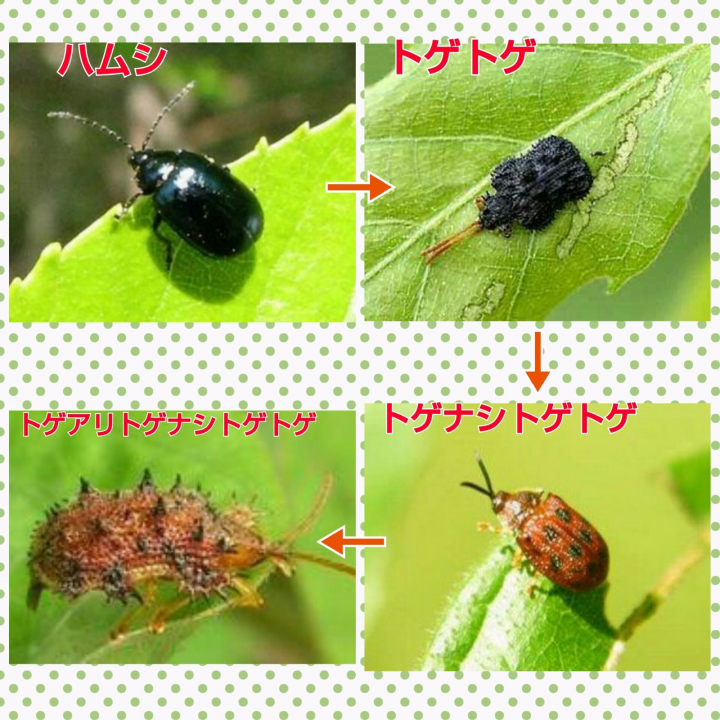 コロラド ハムシ詳細 8位
