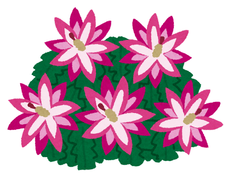 サボテン の 花 画像詳細 2位