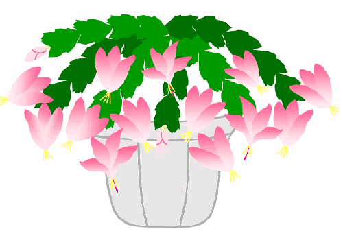 サボテン の 花 画像詳細 13位