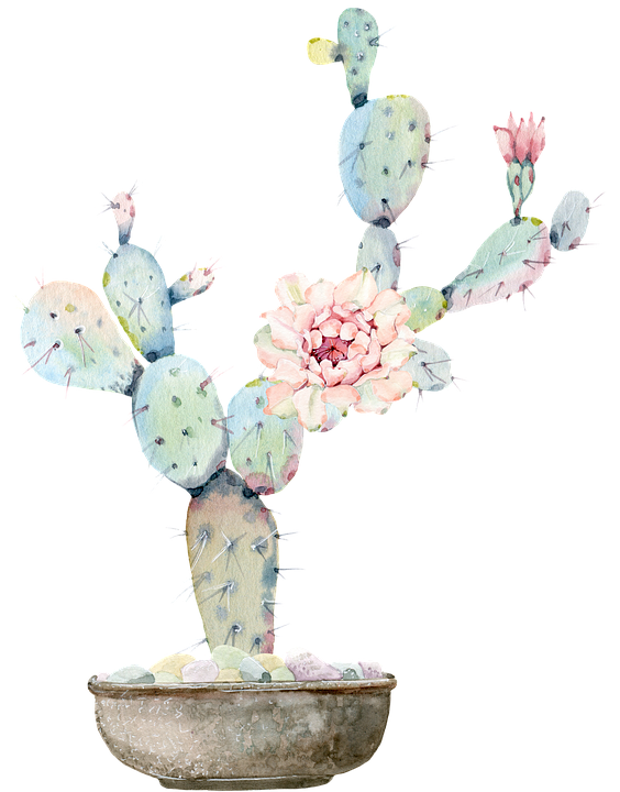 サボテン の 花 画像詳細 5位