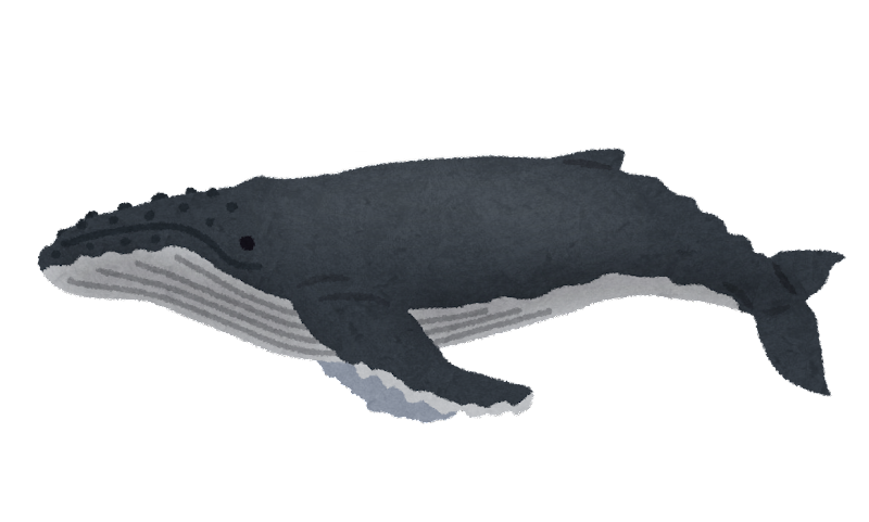 ザトウクジラ イラスト - KibrisPDR