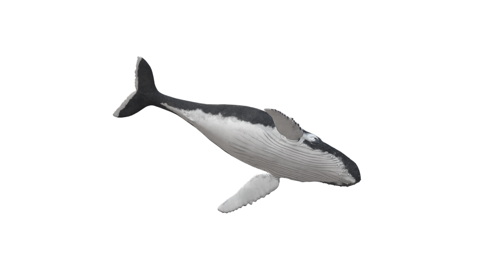 ザトウクジラ イラスト詳細 8位