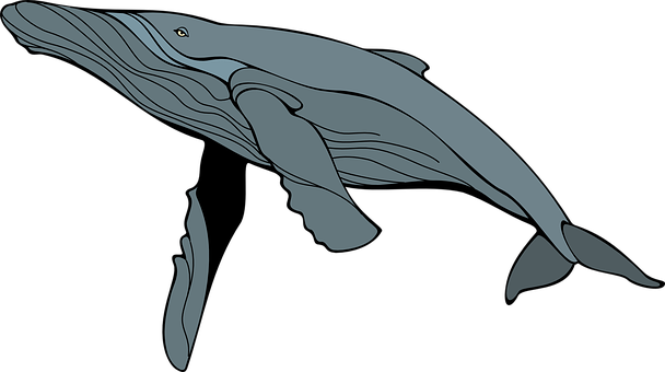 ザトウクジラ イラスト詳細 10位