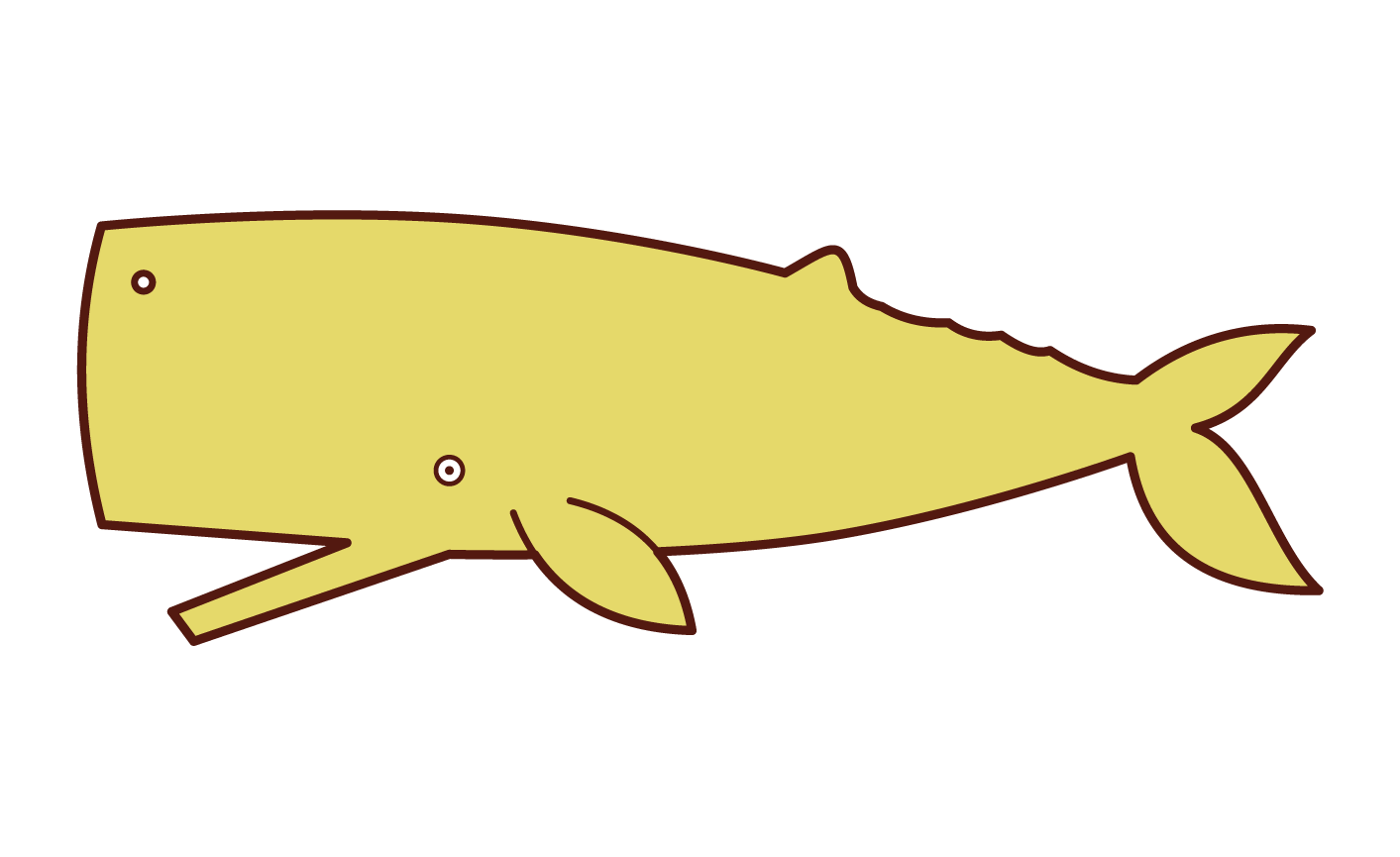 ザトウクジラ イラスト詳細 11位