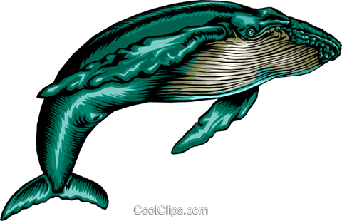 ザトウクジラ イラスト詳細 4位
