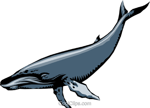 ザトウクジラ イラスト詳細 5位