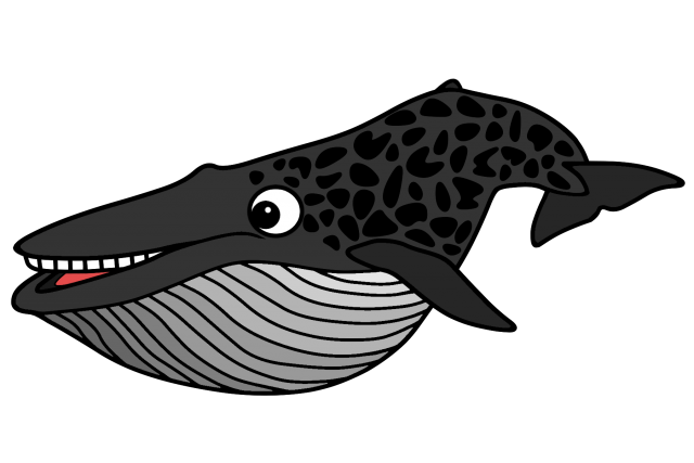 ザトウクジラ イラスト詳細 6位