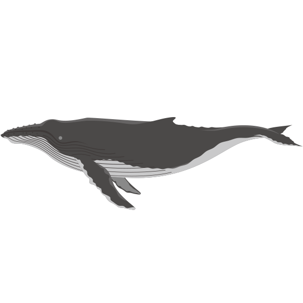 ザトウクジラ イラスト詳細 7位