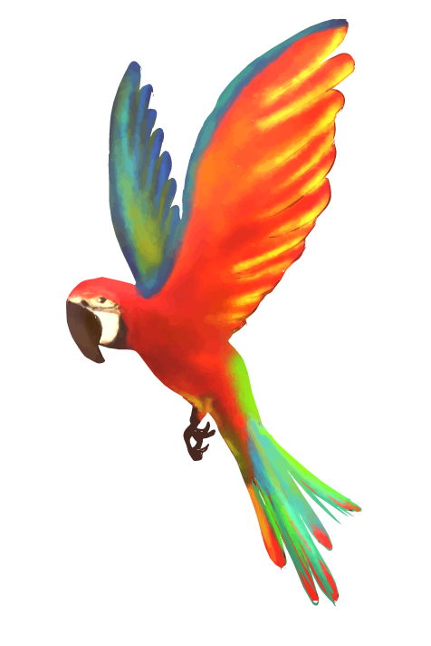 ジャングル 鳥詳細 4位