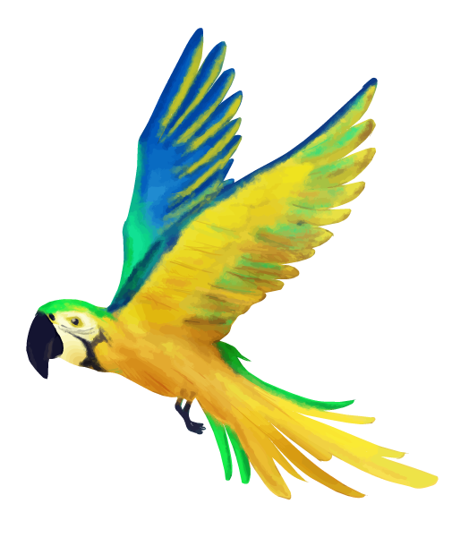 ジャングル 鳥詳細 6位
