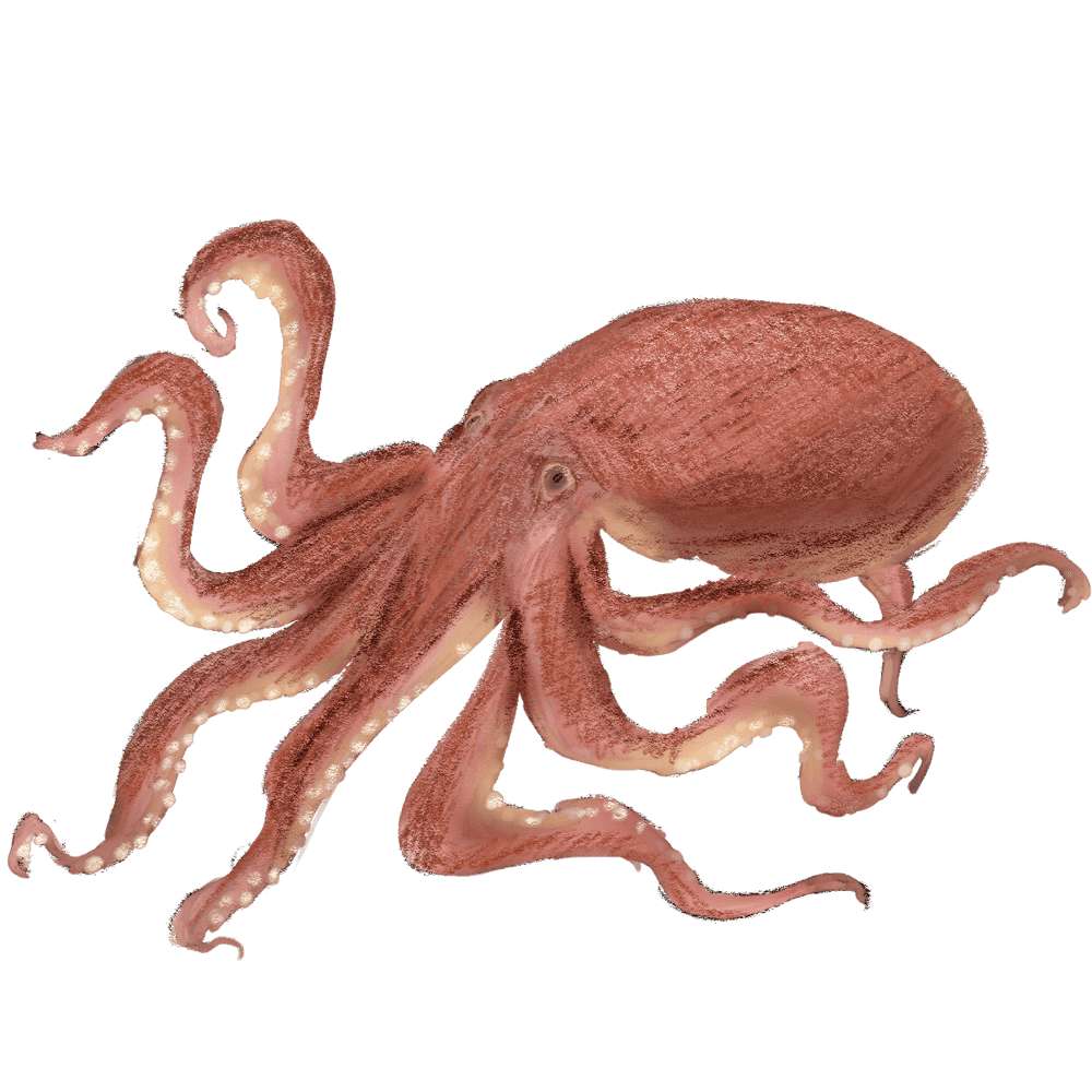 タコ の 絵詳細 7位