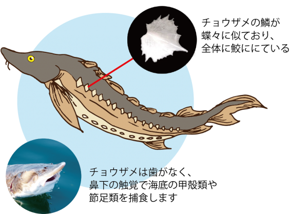チョウザメ イラスト詳細 7位