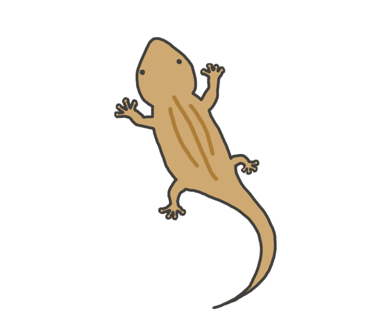 トカゲ イラスト かわいい詳細 11位