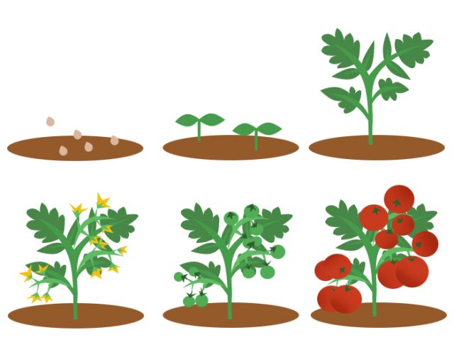 トマト 苗 イラスト詳細 8位