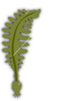 ナスタチウム イラスト詳細 11位