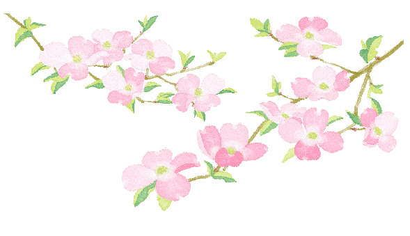 ハナミズキ イラスト詳細 8位