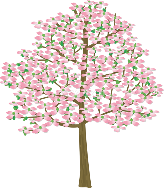 ハナミズキ イラスト 簡単 - KibrisPDR