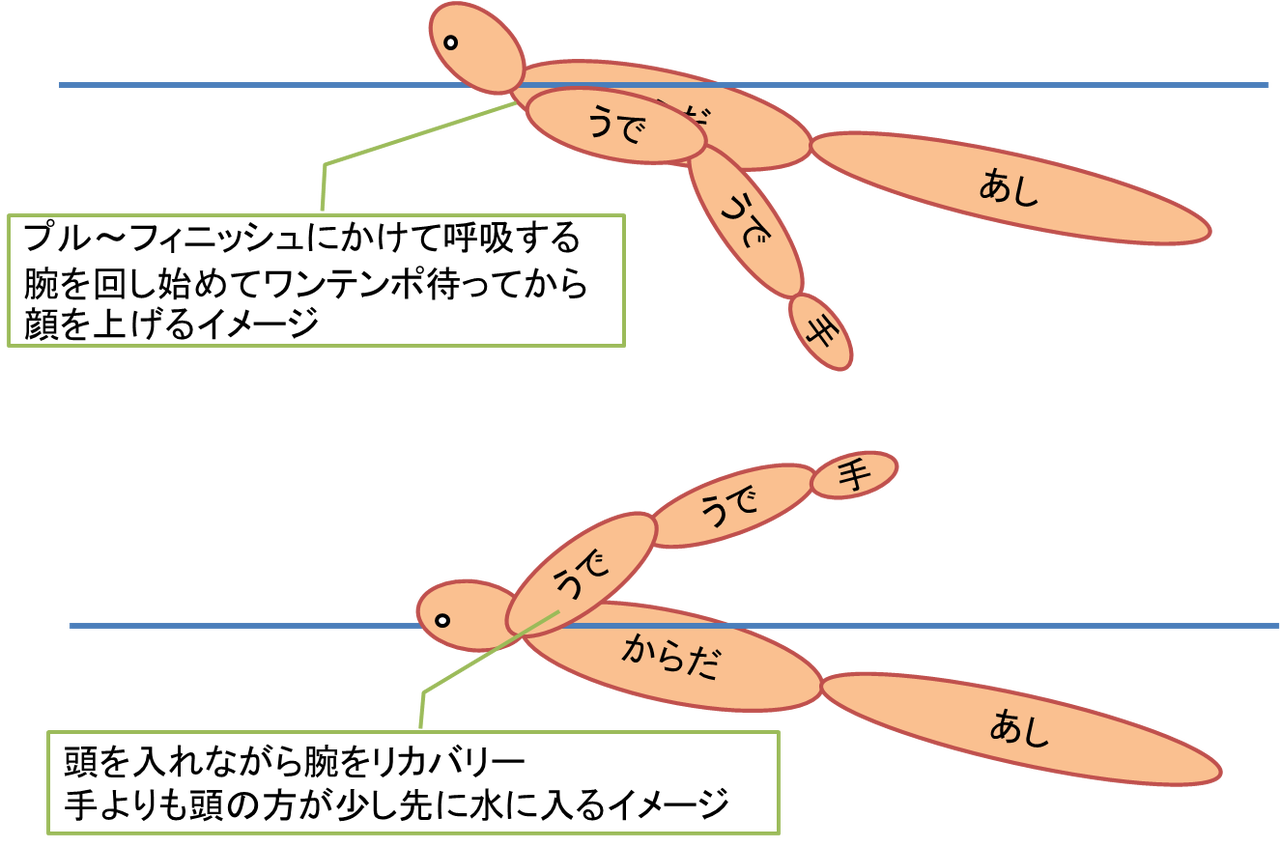 バタフライ 泳ぎ方 イラスト詳細 2位