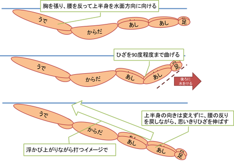 バタフライ 泳ぎ方 イラスト詳細 10位