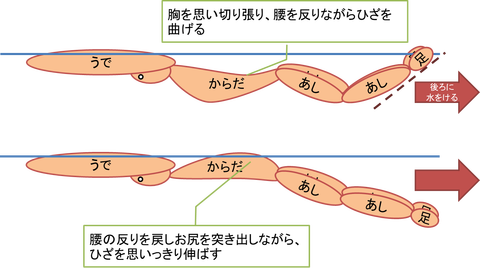 バタフライ 泳ぎ方 イラスト詳細 12位