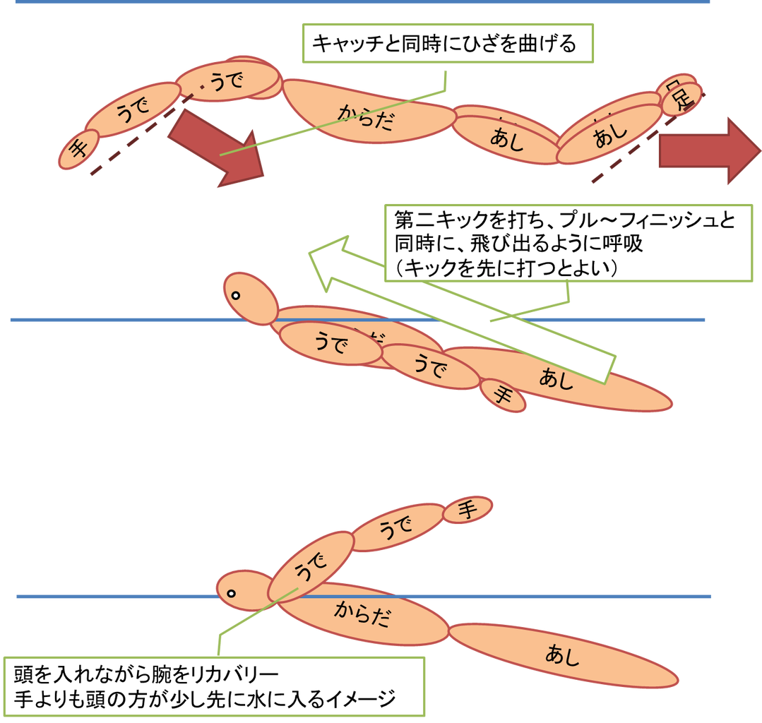 バタフライ 泳ぎ方 イラスト詳細 3位