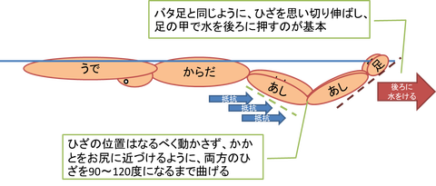 バタフライ 泳ぎ方 イラスト詳細 6位