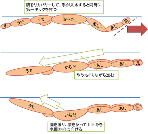 バタフライ 泳ぎ方 イラスト詳細 8位